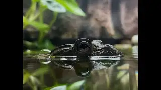 African Bullfrog - Pyxicephalus Adspersus also known as Pixie frog