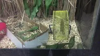 Eurasian Harvest Mouse Philadelphia Zoo 2018
