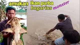 STRIKE IKAN PURBA BESAR SAMPAI DI SERET KEDALAM AIR/ BAGARIUS, DALUM, NGONGAI