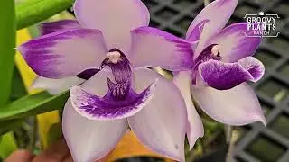 Orchid Delirium at Groovy Plants Ranch 🌸 Rare & Unusual Orchids You Have to See!