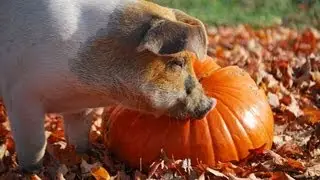 Pigs and Pumpkins