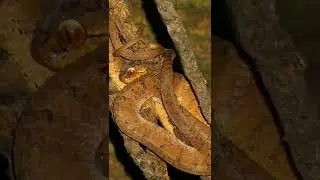 Night trek Indonesian jungle.  So many snakes!