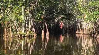 Through the Mangrove Tunnel of Nine-Mile-Pond, Everglades National Park.