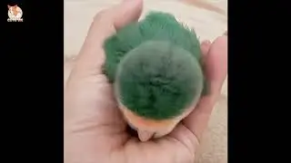😍 Best Funny and Cute Parrots Videos 2019 #1 - CuteVN