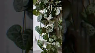 💚 String of Hearts Decor | Beautiful Hanging Indoor Plant 🪴#shorts#indoorplants#plants#garden#viral
