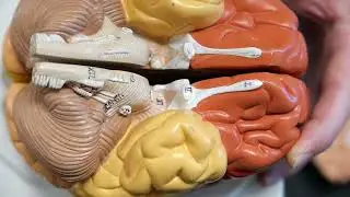 A&P1: Cranial Nerves Color Brain