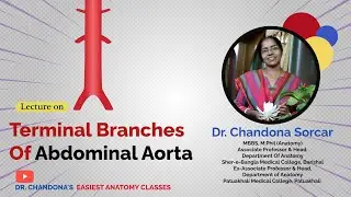 Lecture On Terminal Branches Of Abdominal  Aorta