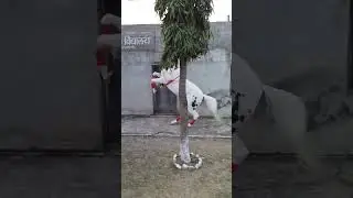 Horse dance viral videos and beutiful dance #trending #shortvideo #shortviral