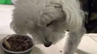 An extended cut of my dog eating his children's day meal in ultra hd 4k