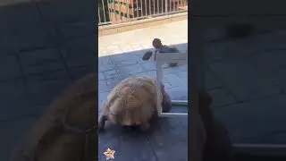 funny cats 