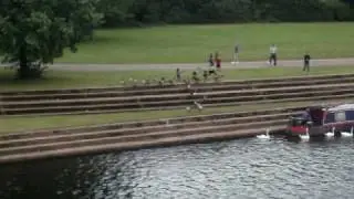 Ducks flying/ Patos voando.
