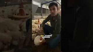 Suplemen Pakan Ayam yang Bikin Panen Lebih Cepat!