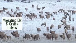End of Year Elk Migration, Crying Calves, & Sunset Light - Wonderful Wyoming Wildlife