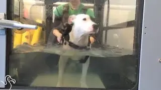 Dog Found In Dumpster Now Has His Forever Family