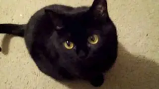 Annoying Bombay Cat Rachel