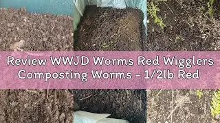 Review WWJD Worms Red Wigglers Composting Worms - 1/2lb Red Worms for Composting - Use on Worm Casti