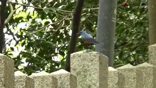 30秒の心象風景30726・参道にイソヒヨドリ～柏原八幡宮～