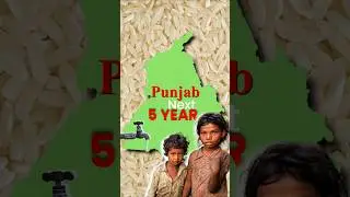 Rice Cultivation in Punjab