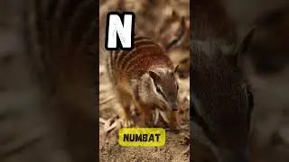 🌍 ABC Land & Sea Animals Song | A to Z Phonics with Animals for Kids | UZR Learning #abcd #shorts