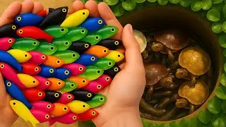 Catch of Colorful Aquarium Fish in Surprise Balls — Puffer, Koi, Shrimp, Snail, Tilapia, Turtle