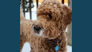 Winter Dreaming