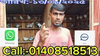 %র ব্লাড লাইনের ১২৮ টেডি এটিএম টেডি সাকি টেডি শালারা টেডি  কবুতর সেল লোকেশন খুলনা ফুলতলা %