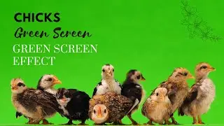 Chicks Green screen _ Green screen video _ effects @tranistan7897