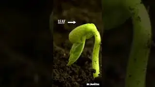 Plant Growth Song | Seed, leaf, Tree! | Lifecycle of Plant | Upbeat and Educational song