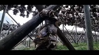 Fish head drying (cod fish..torsk or sei fish)