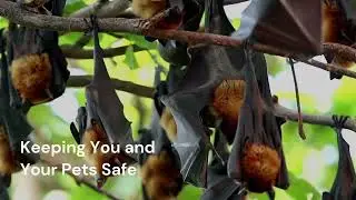 Professional Bat Removal Services From Critter Wranglers