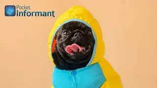Pets - Planning & Organization with Pocket Informant