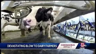 Local dairy farms&rsquo; business devastated by school, restaurant closures