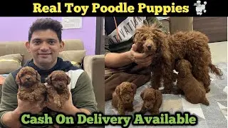 Real Toy Poodle Puppy | Poodle Dog Price In India | Toy Poodle Price In India | Toy Poodle India |