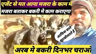 Saudi Arabia goat farm goat farming new video Saudi Arab me majara bakari ka vlog #goatfarming #vlog