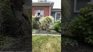 #4🌳🇺🇸Work with me. Ornamental grass removal. #work #landscaping #shorts #youtubeshorts