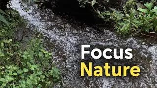 Nature's Rivulet ASMR: Mountain Stream & Cicada Chorus for Calm, Relaxation & Sleep Sounds