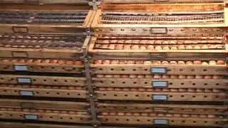 Cackle Hatchery