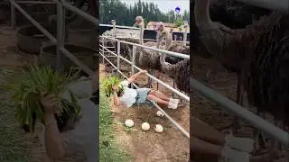 When an Ostrich Gets Angry &ndash; You Won&rsquo;t Believe What Happens #ostrich #zooborns #centralzoo