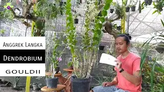 Review Anggrek Koleksi Aku Yang Langka || Dendrobium gouldii