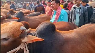 আজ ১৬/১/২৬ | ঢাকা ও চট্রগ্রামের খামারী কেমন দামে হাটের সেরা শাহিওয়াল ষাঁড় কিনছেন | আমবাড়ী হাট 