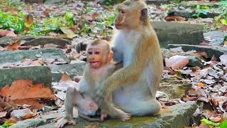 Baby monkey Lynx cries and runs to hug Rainbow, while Mom Luna leaves him to stay alone.🙈💞