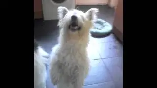 The upright dog