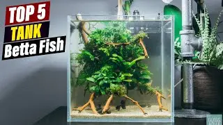 Best Betta Fish Tanks: A Guide for Every Home