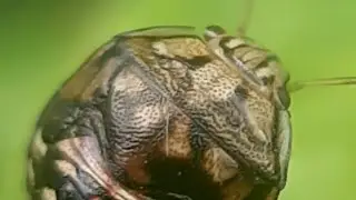 Amazing bug with beautiful geometric pattern