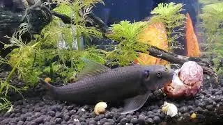 A treat for Gyrinocheilus aymonieri
