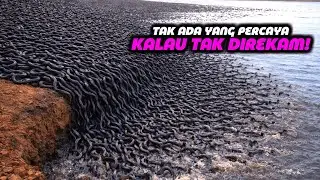 KUASA TUHAN! Momen Alam Paling LANGKA di Dunia Terekam Kamera!