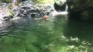 An Airedale Terrier is swimming!