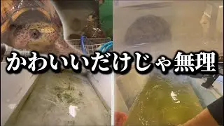  “かわいい”の裏側。亀の世話ガチで全部見せます