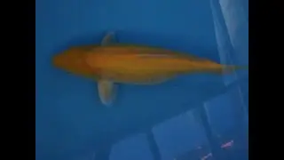 Karashigoi Doitsu 52 4001