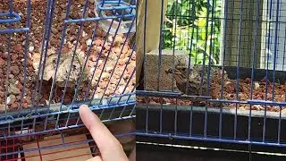 Baru Beli Burung Branjangan Javanica Hand Feeding Harga 10 Juta | Sekai Farm